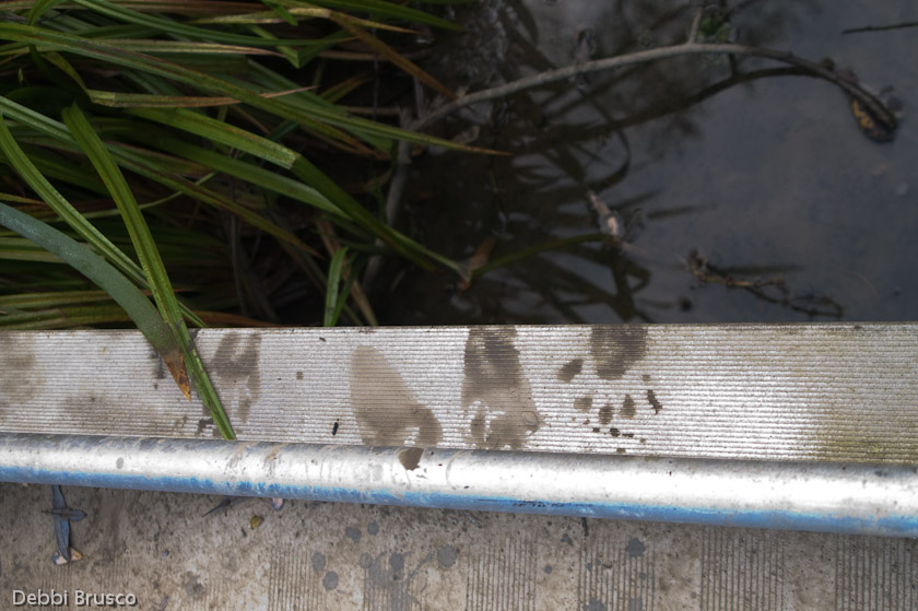 Raccoon prints on east end dock which has been taken out 12/16/07