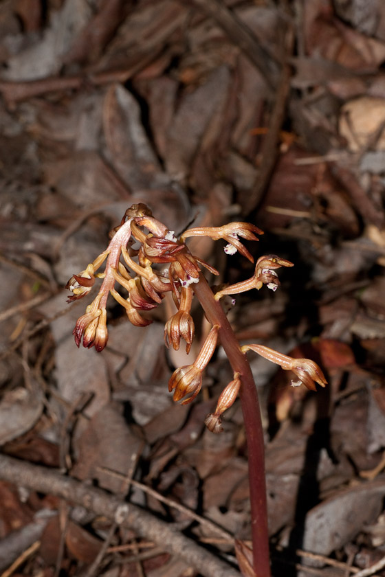 Spotted Coralroot 06/22