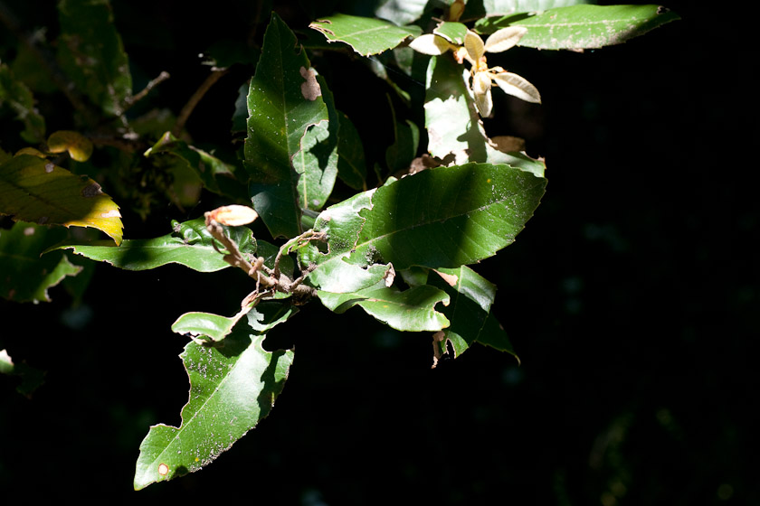 Tanoak leaves eaten, by nettle patch 06/22