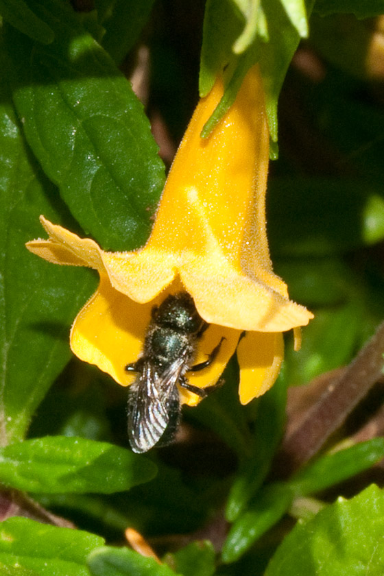 Bluish bee in Mimulus 06/22