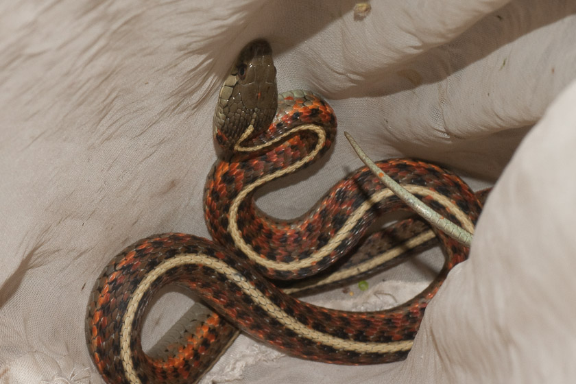 Coast Garter Snake (Thamnophis elegans terrestris ) 06/22