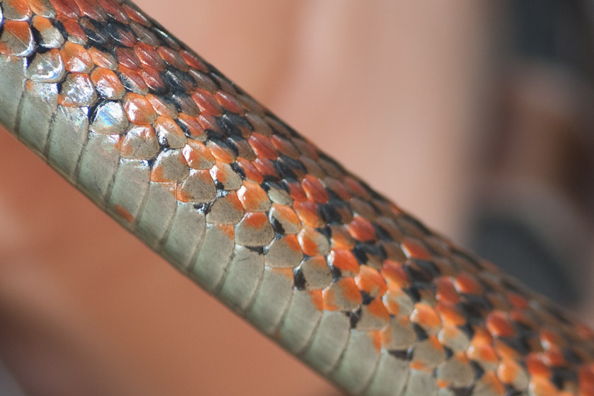 Coast Garter Snake (Thamnophis elegans terrestris ) 06/22