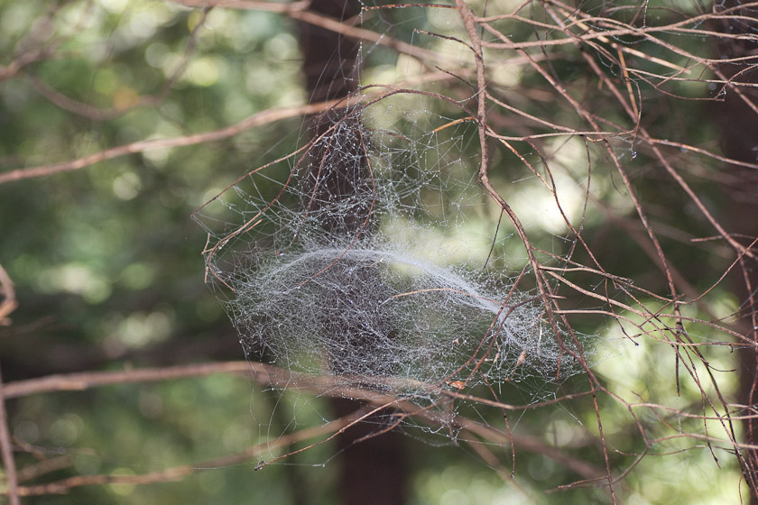 Sierra Dome Spider (Neriene) 08/07