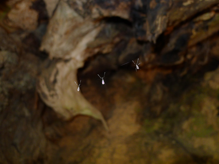 Gall Midges (Cecidomyiidae) hanging from a spider thread 08/07