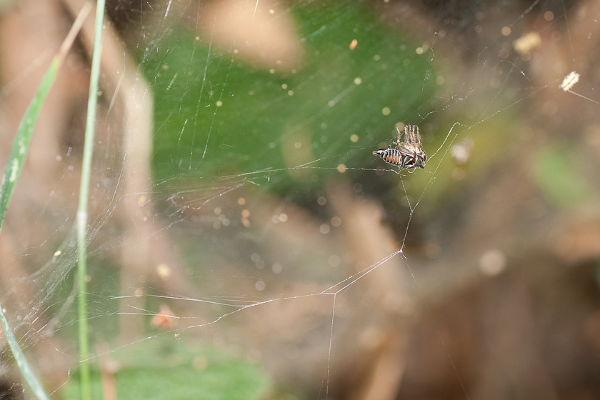 Exuvium in a web 08/17/11