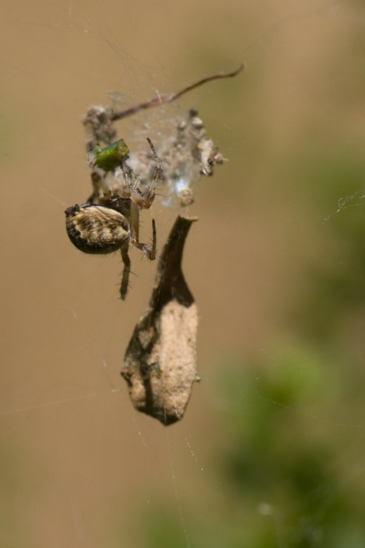 The spider was spinning the prey above it