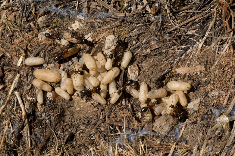Ant nest with larvae and pupae under a log