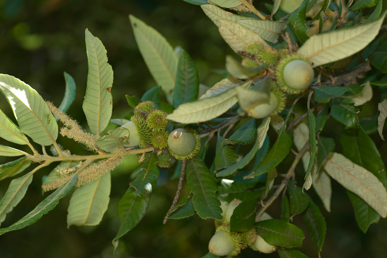 Tree 3: Two generations of acorns?