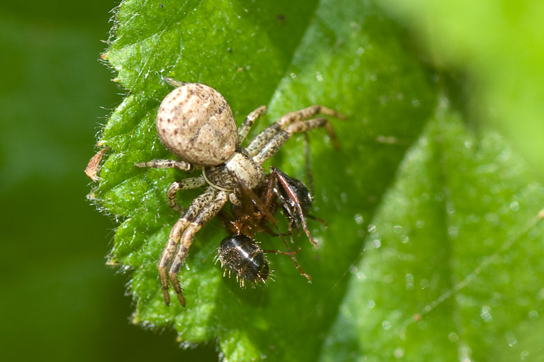 Crab spider with ant prey!