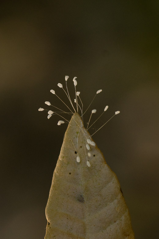 Lacewing eggs on the tip of a dead tanoak leaf