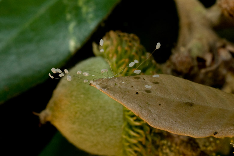 Lacewing eggs on the tip of a dead tanoak leaf