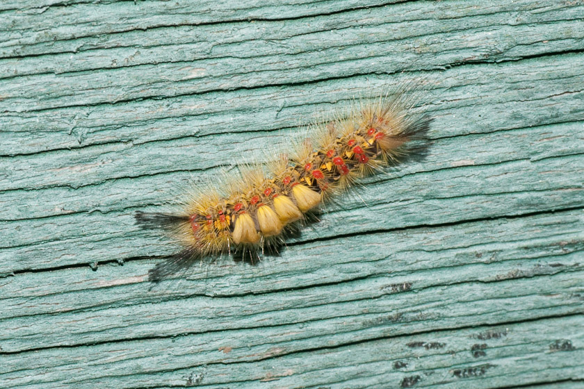 Western Tussock Moth - Hodges#8309 (Orgyia vetusta) 06/03