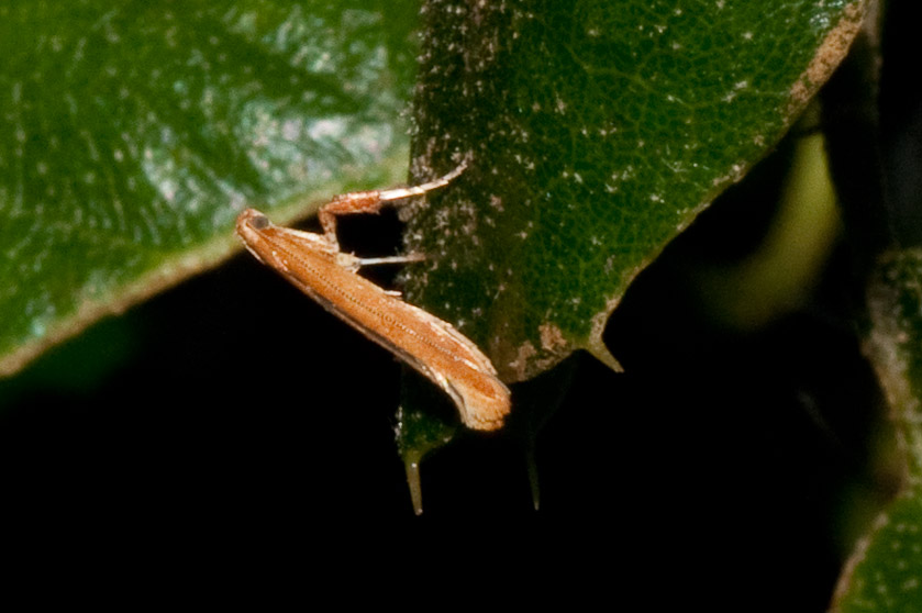 Moth on oak 06/03