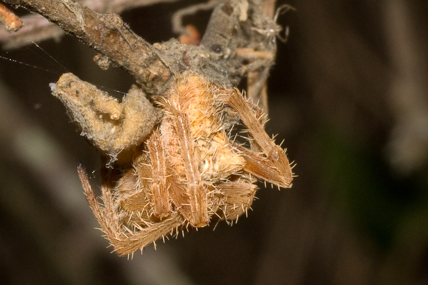 Cat-Faced Spider (Araneus gemmoides)? 09/08