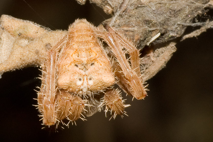 Cat-Faced Spider (Araneus gemmoides)? 09/08