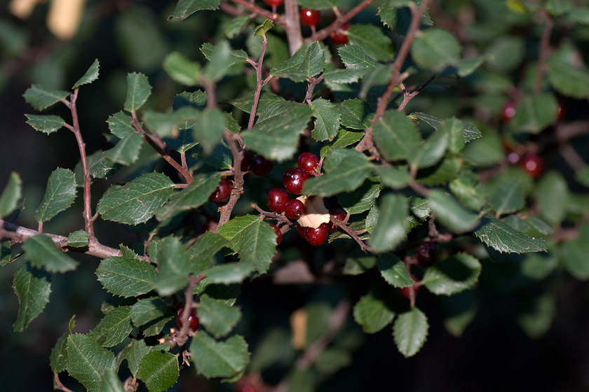 Redberry (Rhamnus crocea) 10/07/08