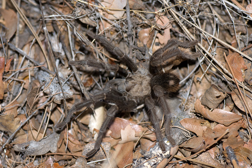 Male tarantula 10/07/08