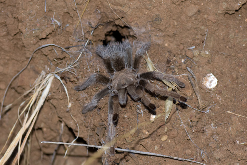 Female tarantula 10/07/08