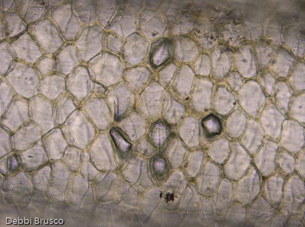 Specimen: Pacific Black-taled Deer hair, LR 1998  /  Microscope: Leica DM500 
