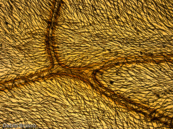 Specimen: Spider wasp (Pompilid) wing  /  Microscope: Leica DM500 