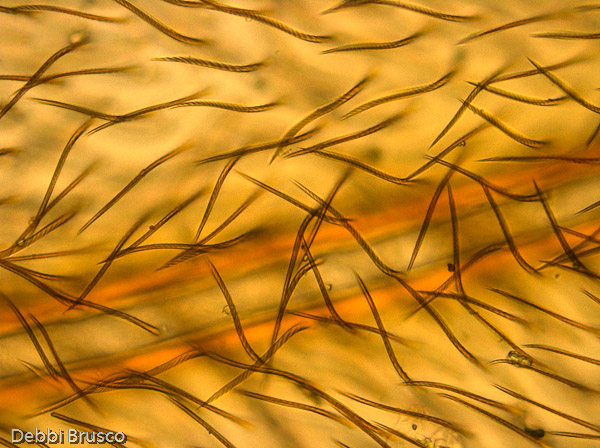 Specimen: Spider wasp (Pompilid) wing  /  Microscope: Leica DM500 