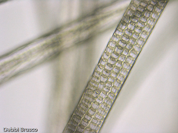 Specimen: Domestic rabbit hair  /  Microscope: Leica DM500 