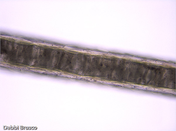 Specimen: Juv. coyote tail hair, MB  /  Microscope: Leica DM500 