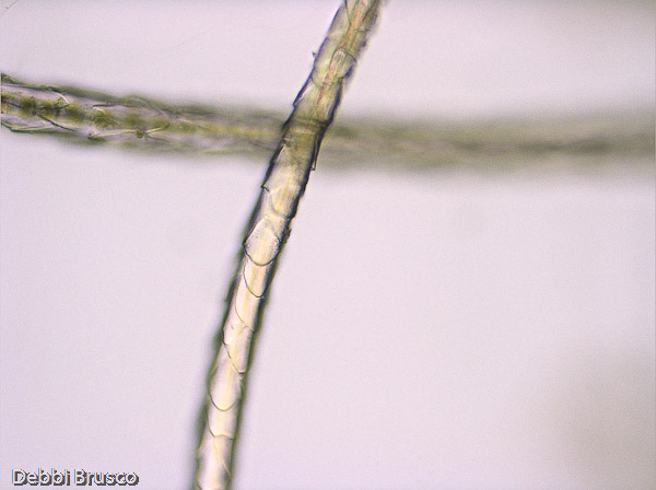 Specimen: Gray Fox hair, SCNC  /  Microscope: Leica DM500 