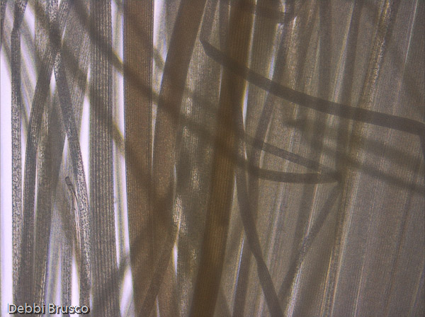 Specimen: White-lined Sphinx Moth (Hyles lineata) body hairs, SE AZ  /  Microscope: Leica DM500 