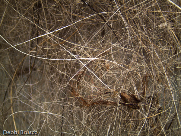 Specimen: Gray Fox hair, SCNC  /  Microscope: Leica EZ4D 