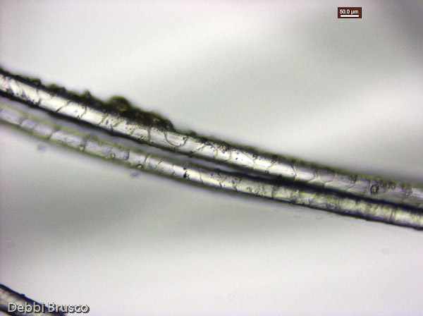 Specimen: Mountain Goat hair, Seattle Zoo 6/12/94  /  Microscope: Leica DM500 