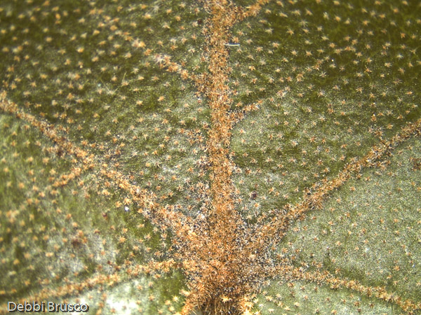 Specimen: Flannelbush (Fremontodendron) leaf  /  Microscope: Leica EZ4D 