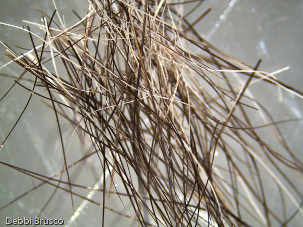 Hairs Under the Microscope