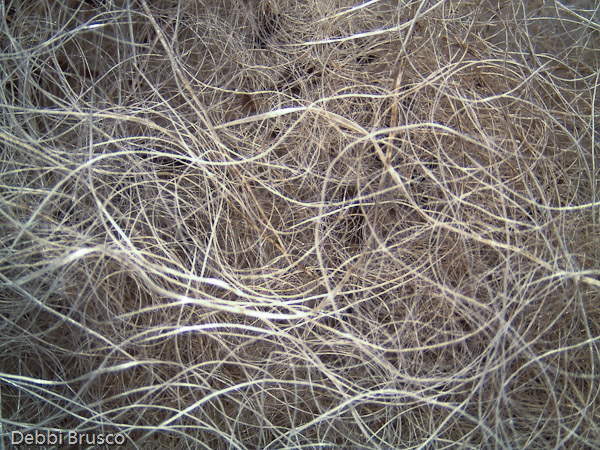Specimen: Mountain Goat hair, Seattle Zoo 6/12/94  /  Microscope: Leica EZ4D 