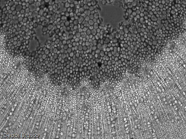 Specimen: Aesculus stem  /  Microscope: Olympus CKX41 