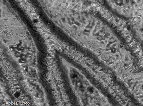 Specimen: Dampwood Termite wing  /  Microscope: Olympus CKX41 