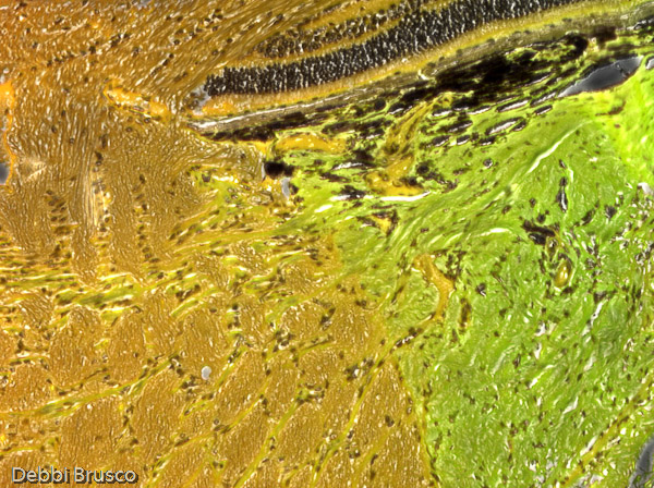 Specimen: Retina Tapetum Optic Nerve  /  Microscope: Olympus CKX41 