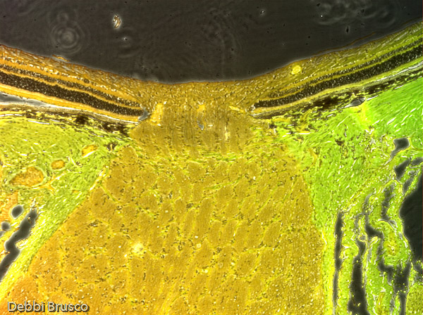 Specimen: Retina Tapetum Optic Nerve  /  Microscope: Olympus CKX41 