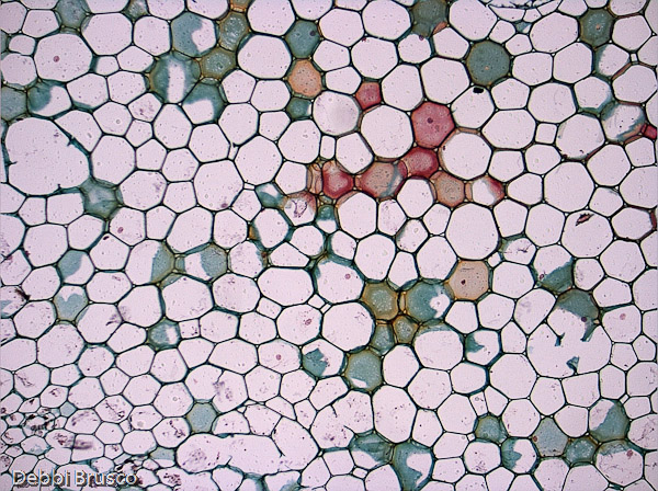 Specimen: Helianthus stem, Turtox B7.334  /  Microscope: Leica DM500 