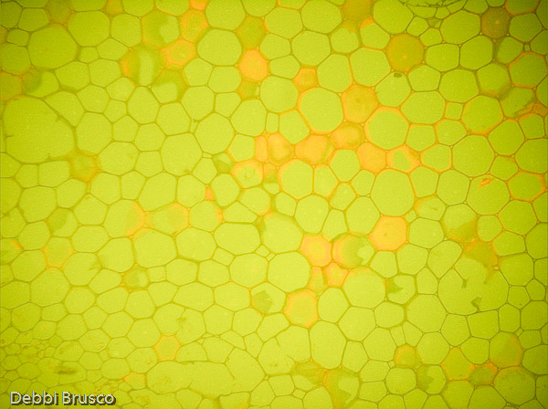 Specimen: Helianthus stem, Turtox B7.334  /  Microscope: Leica DM500 