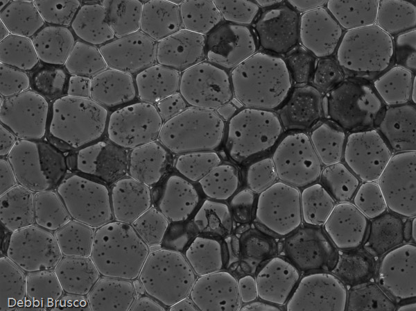 Specimen: Helianthus stem, Turtox B7.334  /  Microscope: Olympus CKX41 
