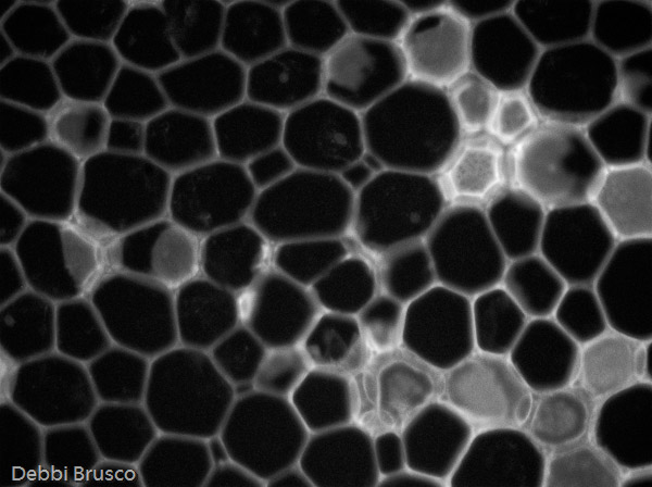 Specimen: Helianthus stem, Turtox B7.334  /  Microscope: Olympus CKX41 