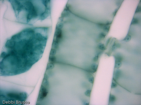 Specimen: Oil no: Spirogyra scalariform conj  /  Microscope: Leica DM500 