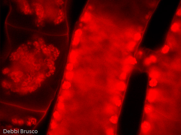 Specimen: Oil no: Spirogyra scalariform conj  /  Microscope: Leica DM500 