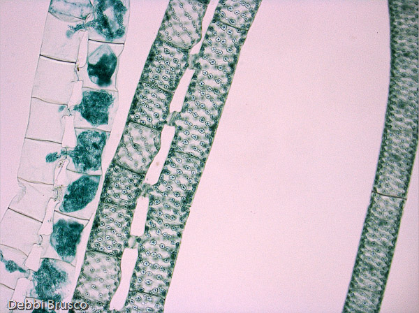 Specimen: Spirogyra scalariform conj  /  Microscope: Leica DM500 