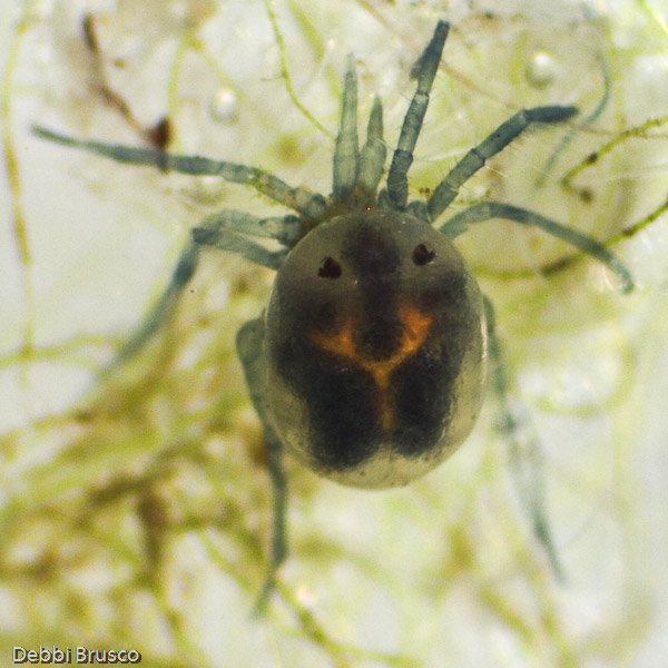 Specimen: Water Mite (Piona), Montclair Park duck pond  /  Microscope: Leica EZ4D 