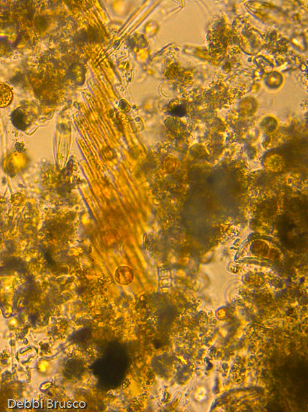 Specimen: Carpenter's Rule (Bacillaria paxillifera)  /  Microscope: Leica DM500 