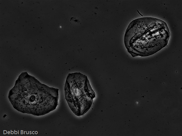 Specimen: Cheek cells  /  Microscope: Olympus CKX41 