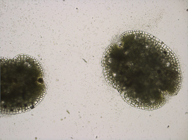 Specimen: Lunularia gemmae, RRP 2/28/11  /  Microscope: Leica DM500 