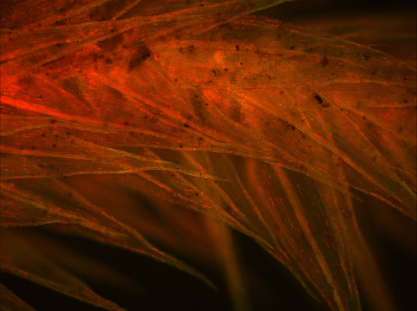 Specimen: Moss, leaves, RRP 2/28/11  /  Microscope: Leica DM500 